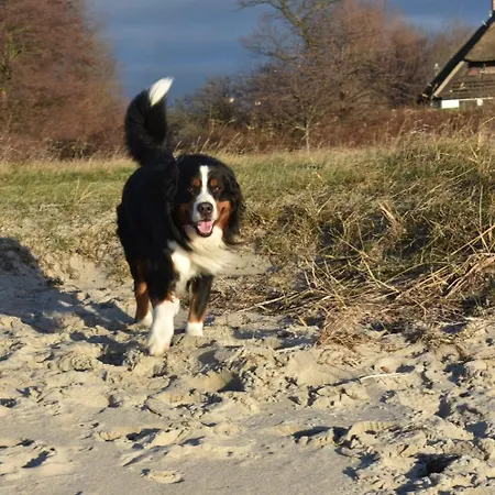 Apartment Chihuahua *