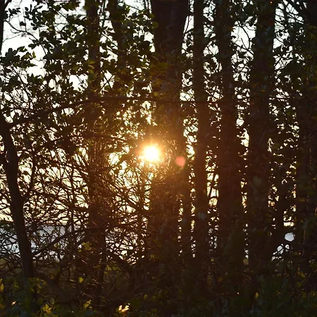 Apartment Chihuahua Thiessow